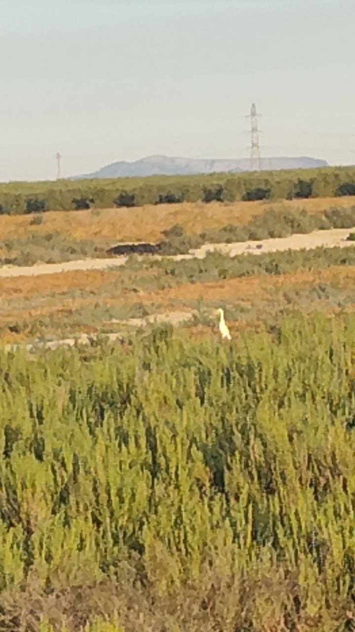 Una garza blanca de pie entre la vegetación verde de un saladar, con la sierra y una torre de alta tensión al fondo