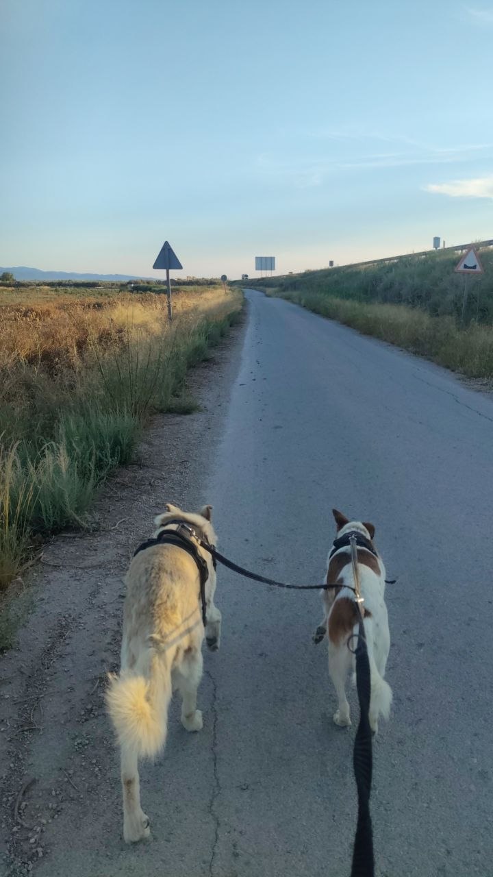 Dos perros con arnés tirando por un camino de tierra al atardecer, campo abierto y sierra al fondo