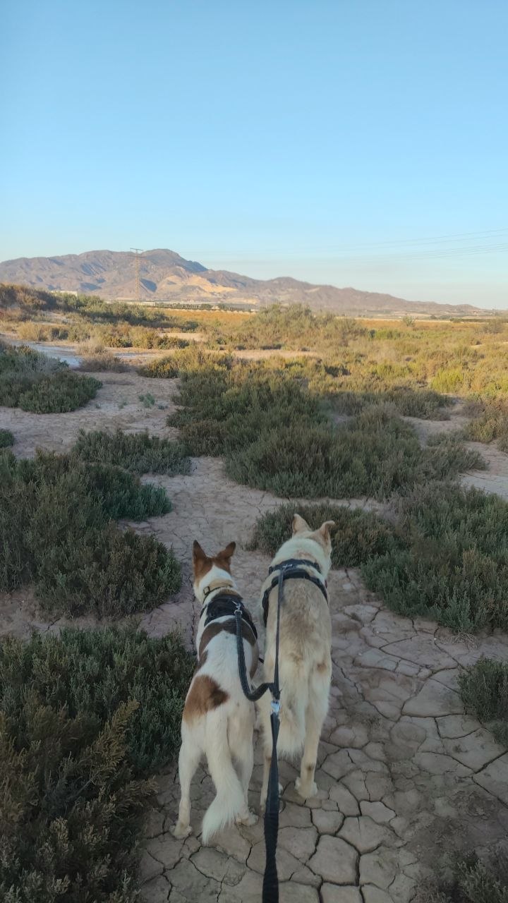 Los dos perros parados mirando hacia una sierra al fondo, sobre tierra salina cuarteada de un saladar